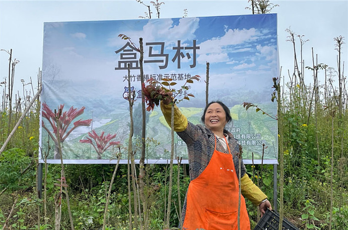 香椿自由如何实现？盒马发布尝鲜时间表-科记汇