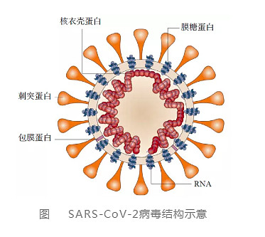 包膜病毒图片