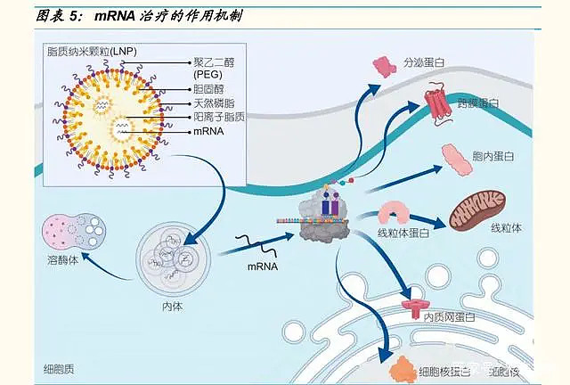2 mrna 疫苗技术介绍 技术原理:mrna是连接基因与蛋白质的桥梁