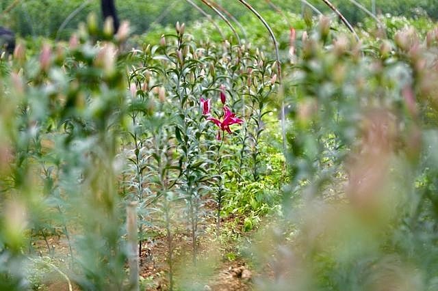 在拼多多上搬走云南的春天-科记汇