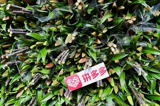 在拼多多上搬走云南的春天-科记汇