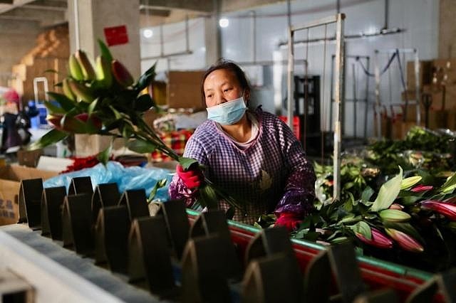 在拼多多上搬走云南的春天-科记汇