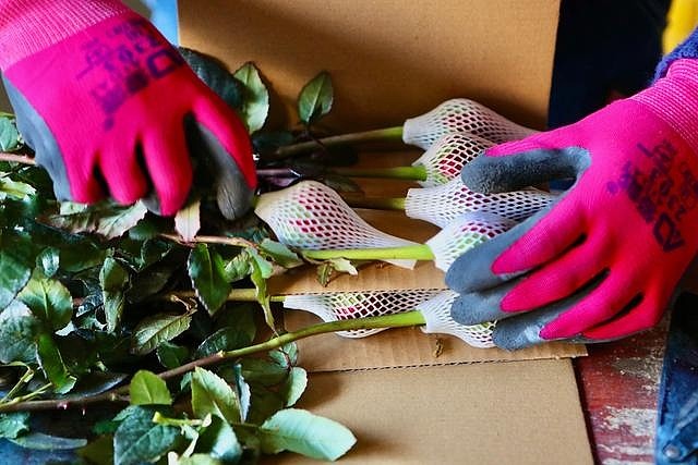 在拼多多上搬走云南的春天-科记汇