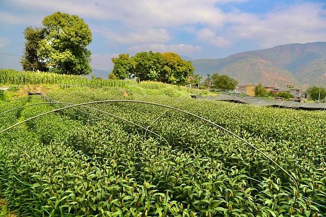 在拼多多上搬走云南的春天-科记汇