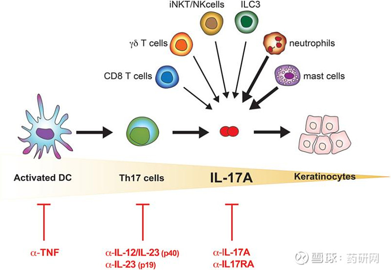 大热靶点IL-17丨百家争鸣 力争上游 IL-17综述白细胞介素17(interleukin 17, IL17)是由CD4+ T细胞分泌，能够 ...