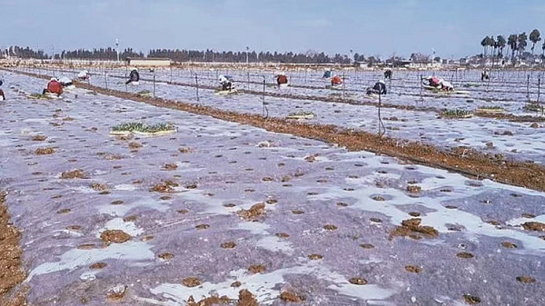 每日优鲜陆良“签地”1000亩 全国蔬菜直采基地已超2万亩-科记汇