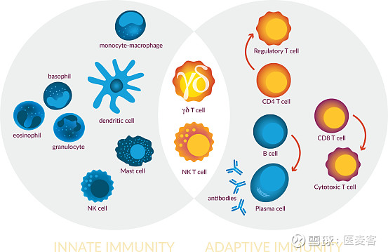 靶向激活γδt细胞和nkt细胞创新免疫疗法展现强大抗肿瘤潜力丨医麦猛