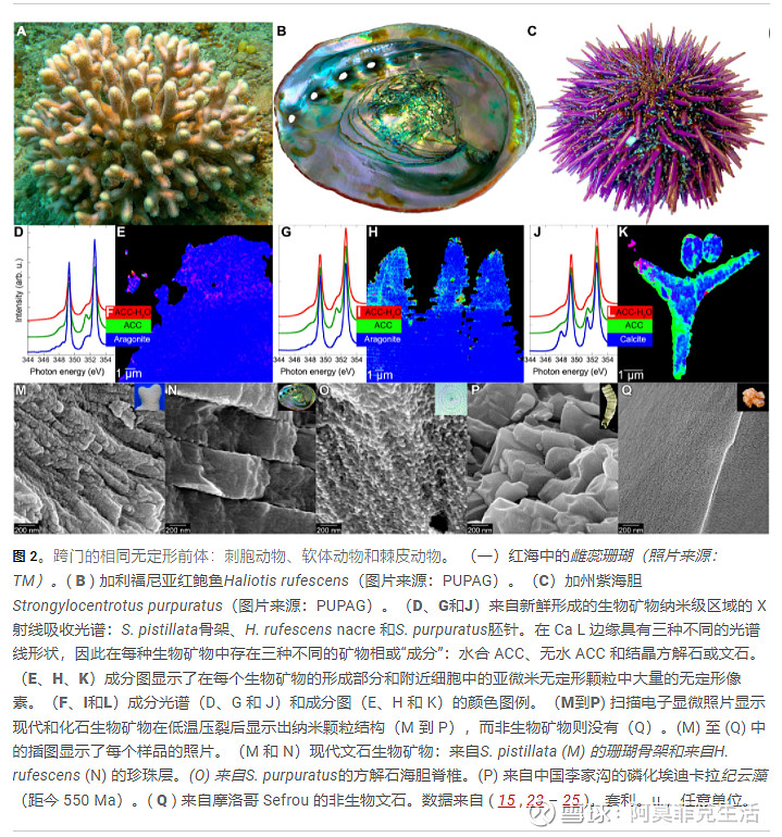 ACC钙进化史 | 碳酸钙生物矿物过程一 碳酸盐生物矿物从一种称为钙化液(CF;参见表 1以及通篇使用的所有其他首字母缩略词)的化学复杂水溶液 ...