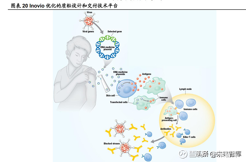 3 国产新冠疫苗在病毒载体,重组蛋白,灭活三条路线的进度世界领先