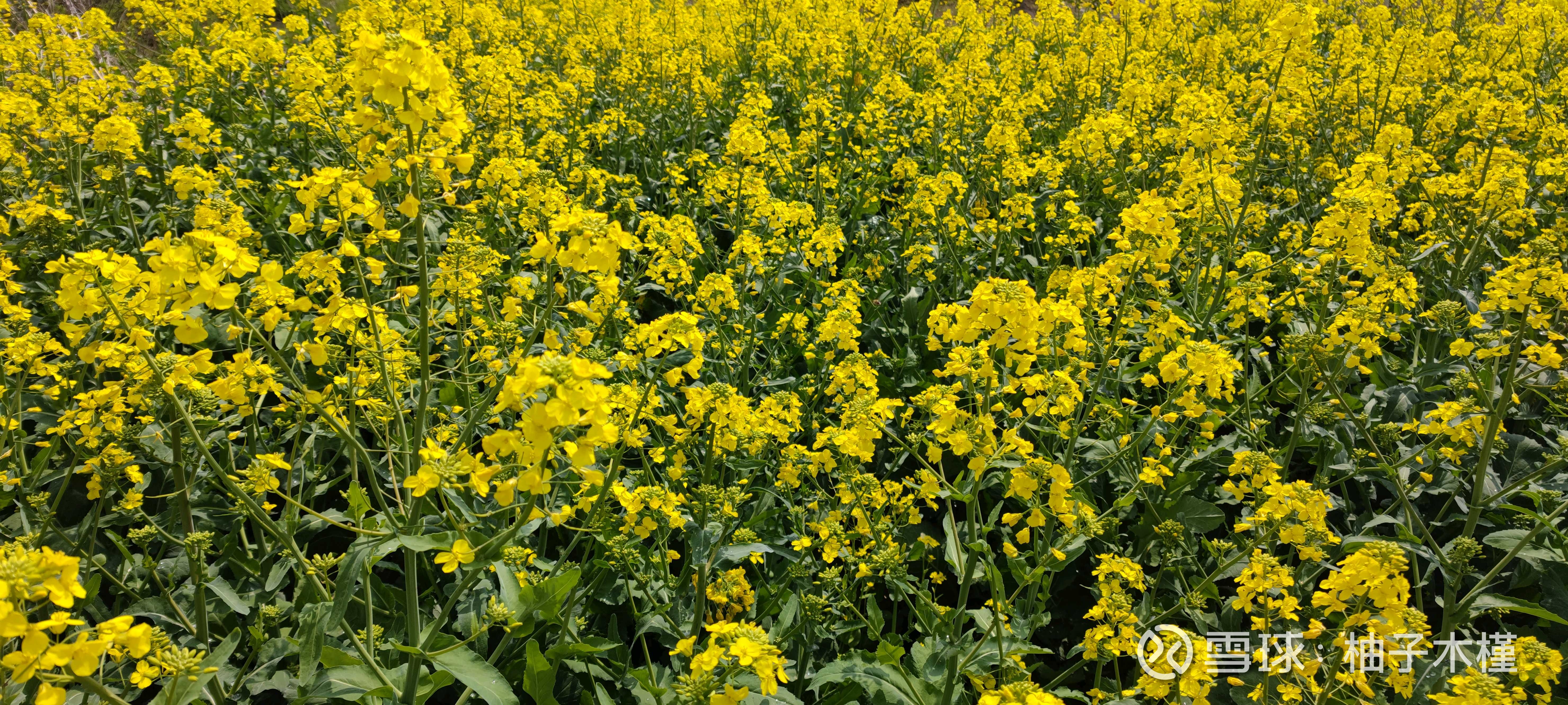 论一个庄家的自我修养，带你一起解剖庄家传统理论的坐庄过程无非是拉升、洗盘、出货。而大家应该理解庄家 做庄的核心是在可控制的范围内，利用股价制。涨跌和时间，完成对...