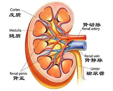 肾脏奥秘我们的尿最终是怎样在肾脏生成的