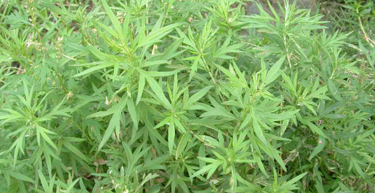 地肤子天赐止痒附地菜痢疾