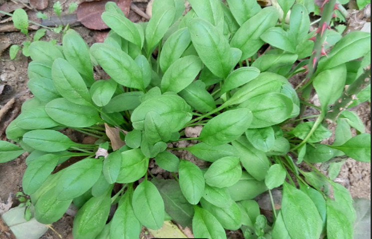 地肤子(天赐止痒) 附地菜(痢疾)