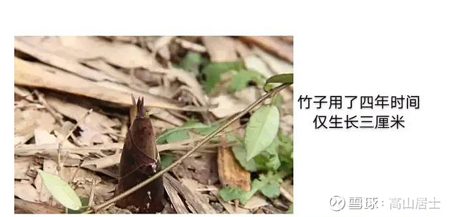 竹子定律竹子用4年的时间,仅仅长了3厘米,也就是竹笋,依然埋在土里