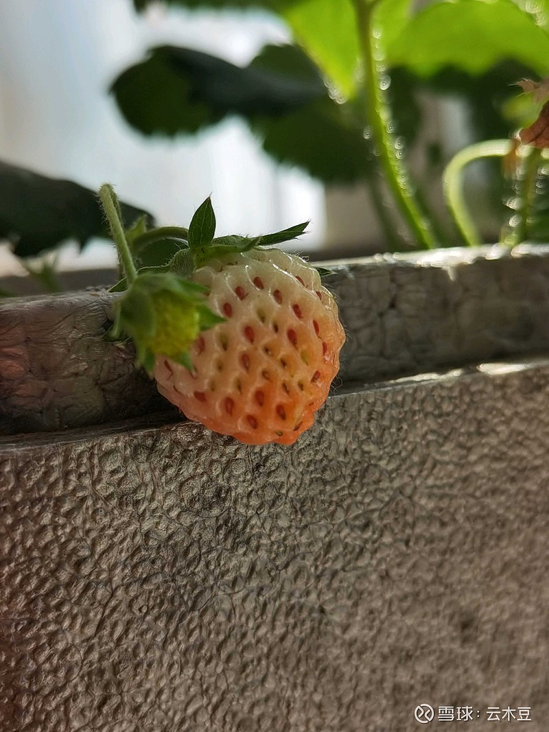 七點澆花的時候只有草莓的種子是紅色的過了三個小時整個草莓開始變紅