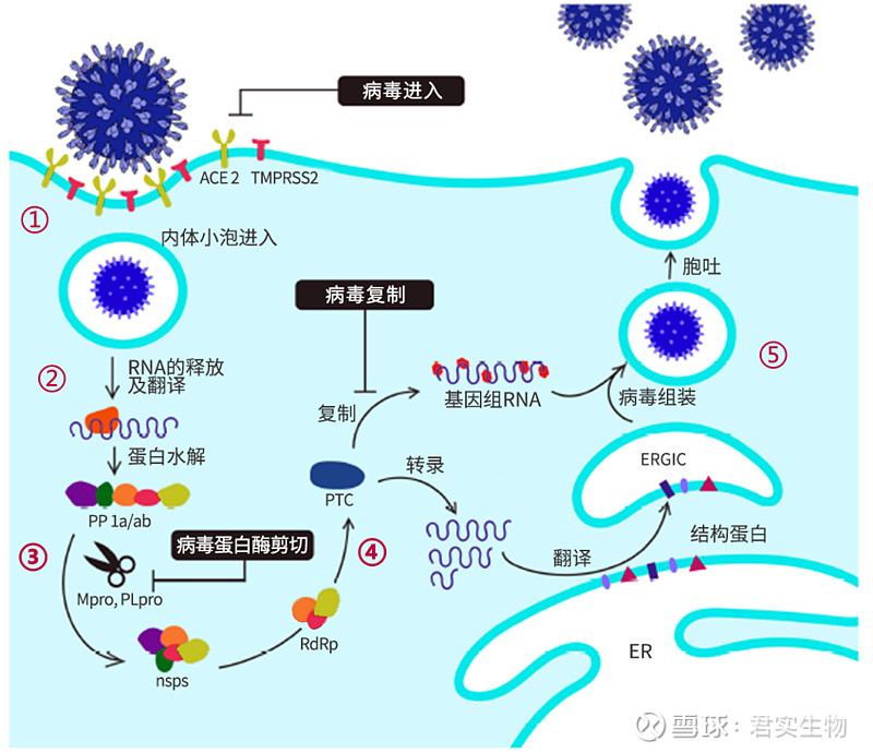 新冠病毒变化过程图片