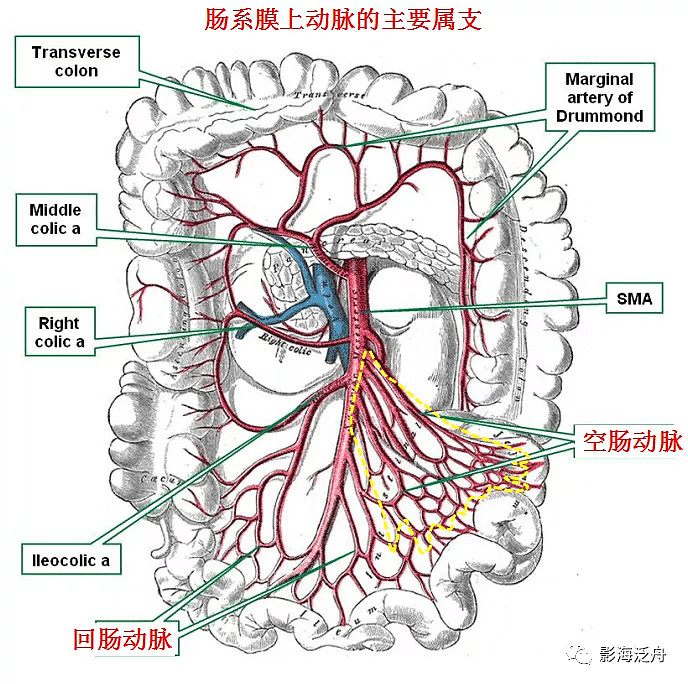 小肠血管解剖图片