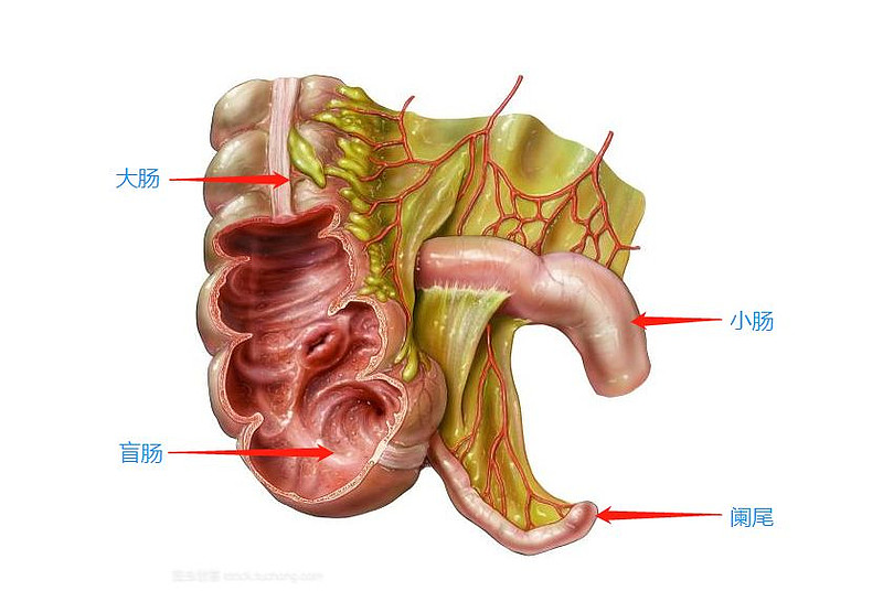 回肠属于小肠吗图片