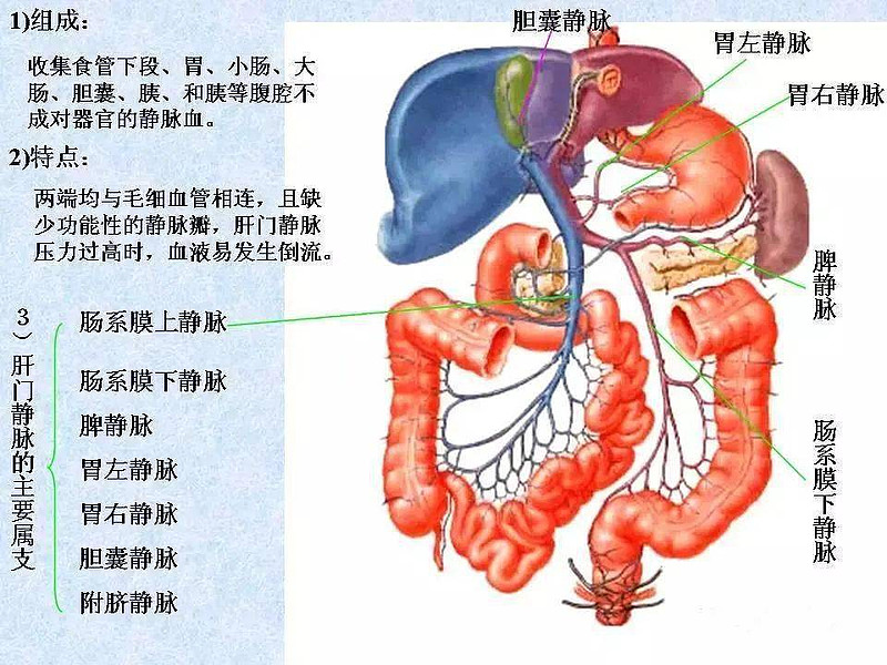 回肠末端位置图片