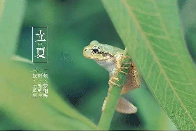 立夏·三候 立夏一候"蝼蝈鸣,感知到夏意的蝼蝈,按捺不住地奔走相告.