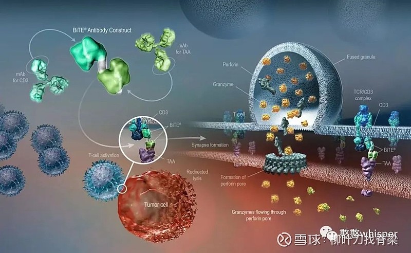 双特异性抗体——May the biology be with you 趁着上市的双抗还少，作为一个个人还能总结的动，另外已上市的双抗确实多数 ...