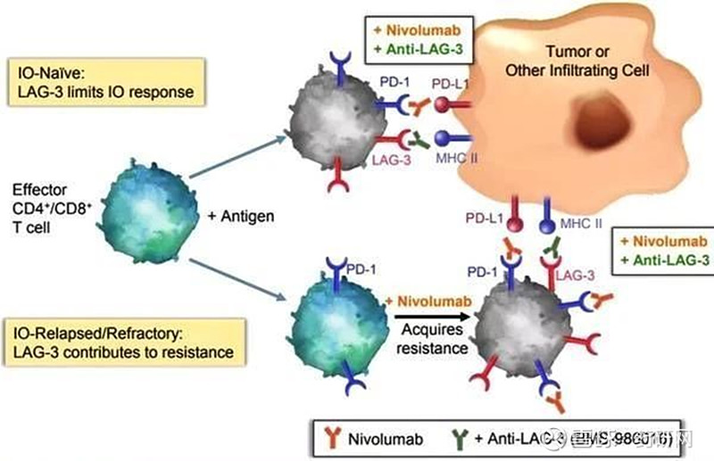 正大天晴收购LAG3单抗，BMS打开免疫检查点新大门 5月18日， 中国生物制药 公告称其下属企业正大天晴与Symhogen（施维雅全资子