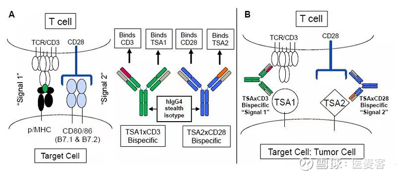 惠和生物首个三抗药物获FDA批准进入临床，CD3/CD28共刺激信号三抗备受关注 2022年5月19日/医麦客新闻 eMedClub News ...