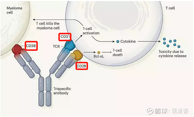 惠和生物首个三抗药物获FDA批准进入临床，CD3/CD28共刺激信号三抗备受关注 2022年5月19日/医麦客新闻 eMedClub News ...