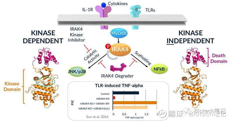 Kymera的IRAK4药物数据亮眼，但是并没有把PROTAC带出泥潭 Kymera Therapeutics , Inc.( 纳斯达克 ...