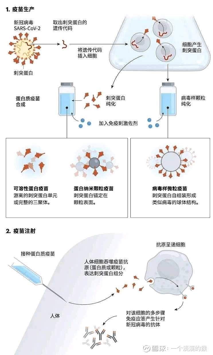 重组疫苗图解图片