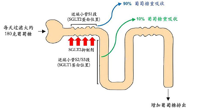 中国SGLT-2抑制剂竞争格局 2月28日，CDE官网显示， 四环医药 提交了1类新药「加格列净」的上市申请并获承办。（资料来源：CDE官网 ...