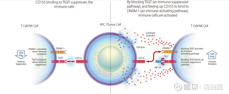 TIGIT抗体Domvanalimab进军国内，Arcus有无可能弯道超车？ 声明：因水平有限，错误不可避免，或有些信息非最及时，欢迎留言指出 ...