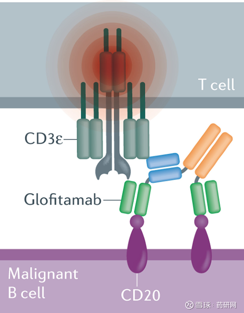 罗氏CD20xCD3双抗glofitamab最新数据出炉 5月27日，罗氏公告称，公司将在2022年ASCO年会上和随后的欧洲血液学协会 ...