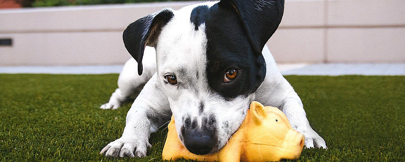 学院来信637朋友家的狗预言了皇马夺得欧洲杯冠军