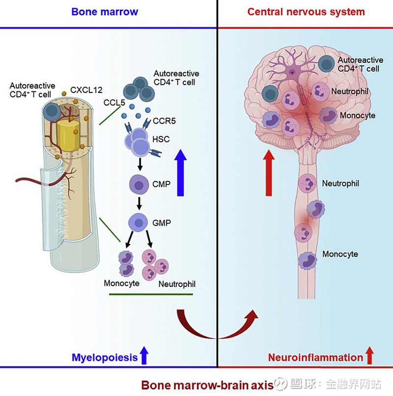 骨髓造血驱动多发性硬化症 我国科学家研究成果在Cell发表 6月15日，天津医科大学总医院神经内科刘强教授课题组在《Cell》发表了题为 ...