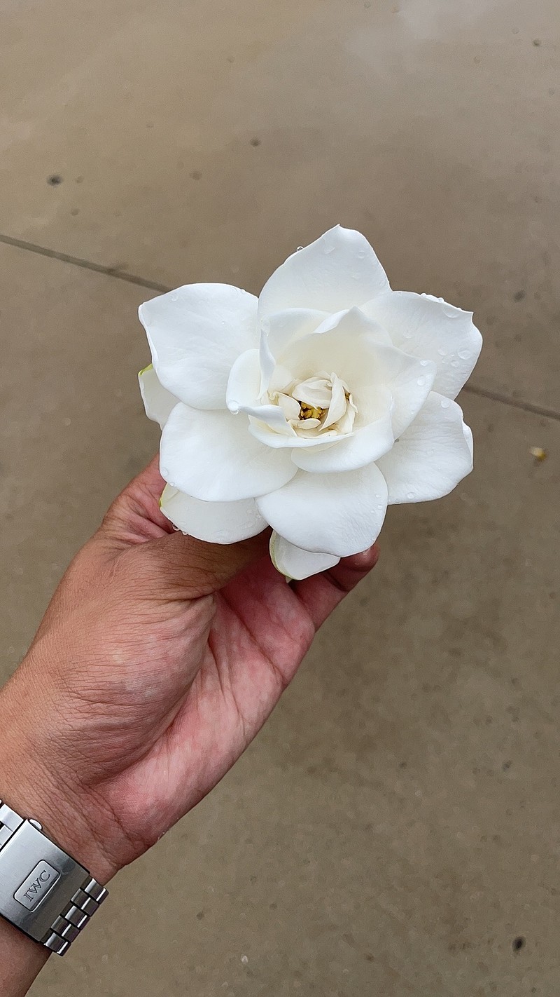 今晚没有山里娃 只有栀子花院子里的栀子花开了 他没有牡丹的华丽高贵 但有桂花的十里飘香 它没有荷花的出淤泥而不染 但有水仙的朴实秀丽 摘下一朵栀子 今晚没有山里娃 只有栀子花院子里的栀子花开了 他没有牡丹的华丽高贵 但有桂花的十里飘香 它没有荷花的出淤泥而不染 但有水仙的朴实秀丽 摘下一朵栀子