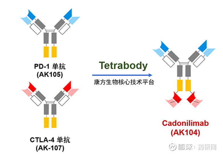 首款国产双抗获批上市！国内双抗最新临床数据一览 6月29日， 康方生物 PD-1/CTLA-4双抗卡度尼利单抗（AK104）获NMPA批准上市 ...