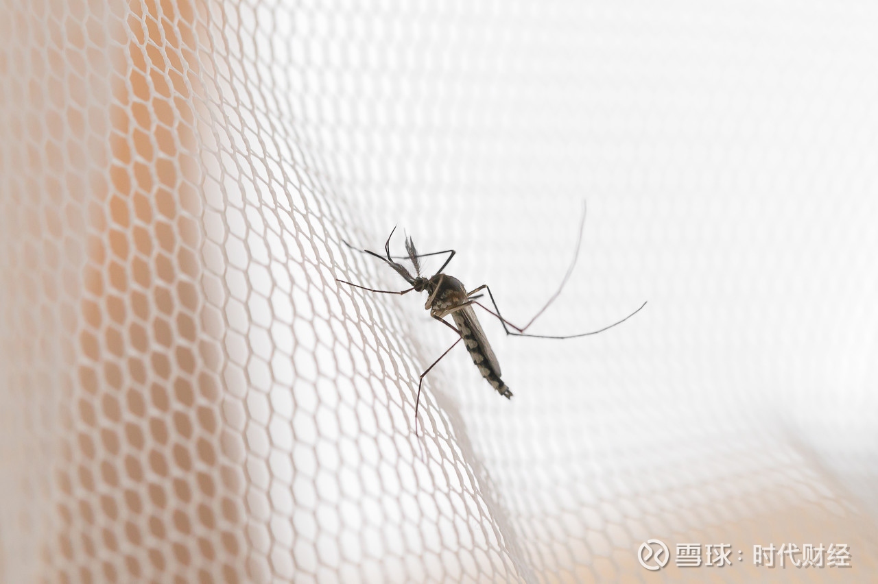 张婉莹 