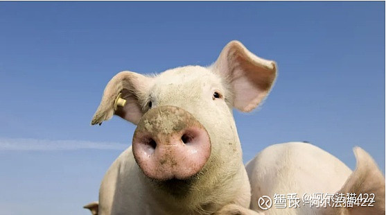 知史鉴今——选择猪肉股的三个维度 这一篇，我们来说一下当猪周期得到确定后，哪些猪企值得关注。选择生猪养殖标的三个维度，若有其他指标欢迎交流