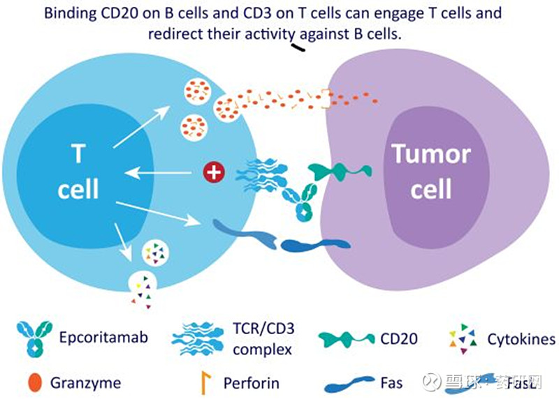 CD20xCD3双抗梳理 近日，罗氏宣布FDA已接受其CD20xCD3双抗Mosunetuzumab（Lunsumio®）治疗非霍奇金淋巴瘤的 ...