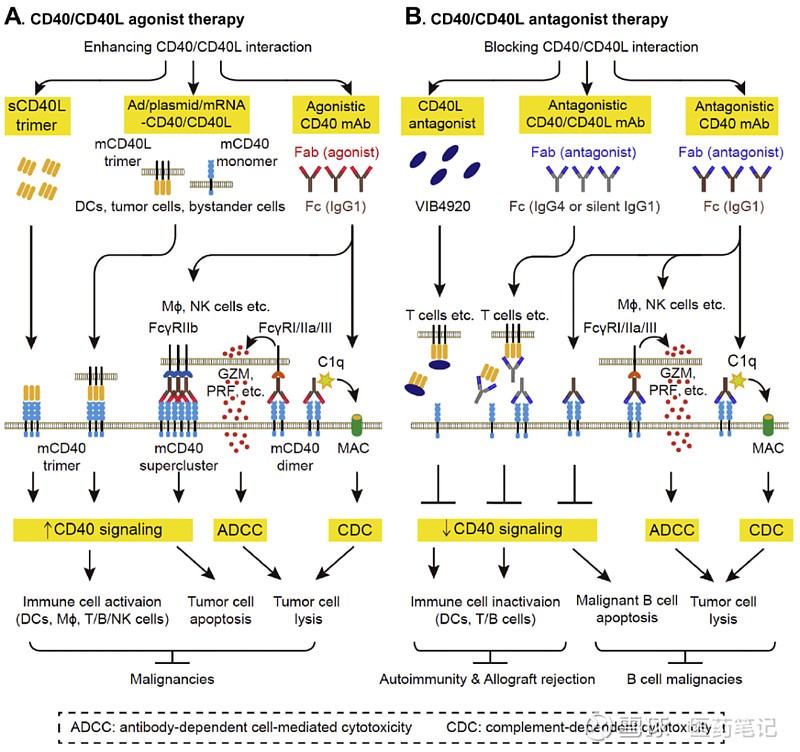 CD40：肿瘤、自免，双翼齐飞 ArmstrongCD40为一种I型跨膜蛋白，广泛表达于血小板、B细胞和髓系细胞等。CD40的同源配体为 ...