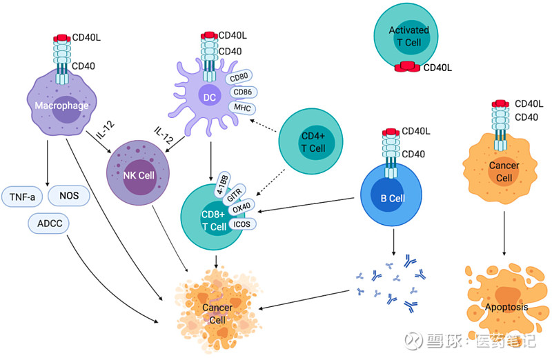 CD40：肿瘤、自免，双翼齐飞 ArmstrongCD40为一种I型跨膜蛋白，广泛表达于血小板、B细胞和髓系细胞等。CD40的同源配体为 ...