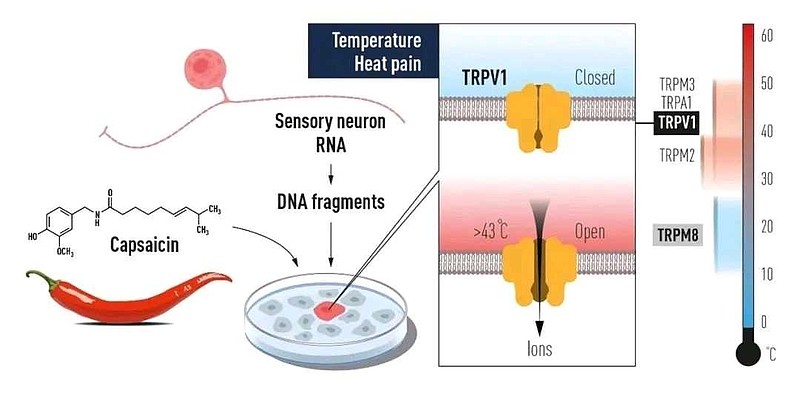 由一个辣椒引发的诺奖——浅谈 TRPV1 受体及其抑制剂 2021-10-22 Targetmol 大自然赋予了人类许多种感受世界的方式，赏 ...