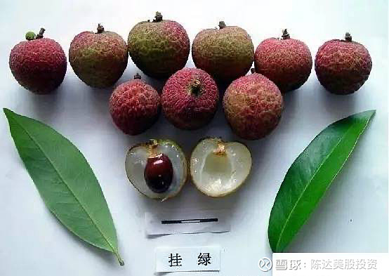 挂绿荔枝,1000块一斤。但名字不好,股民肯定不买。炒美股的或许会买。 - 雪球