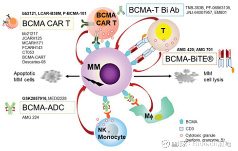 BCMA/CD3双抗丨强生I/II期附条件上市，辉瑞暂停，浅析差异化结局 作为血液系统仅次于非霍奇金淋巴瘤的第二大常见血液学恶性肿瘤，多发性 ...