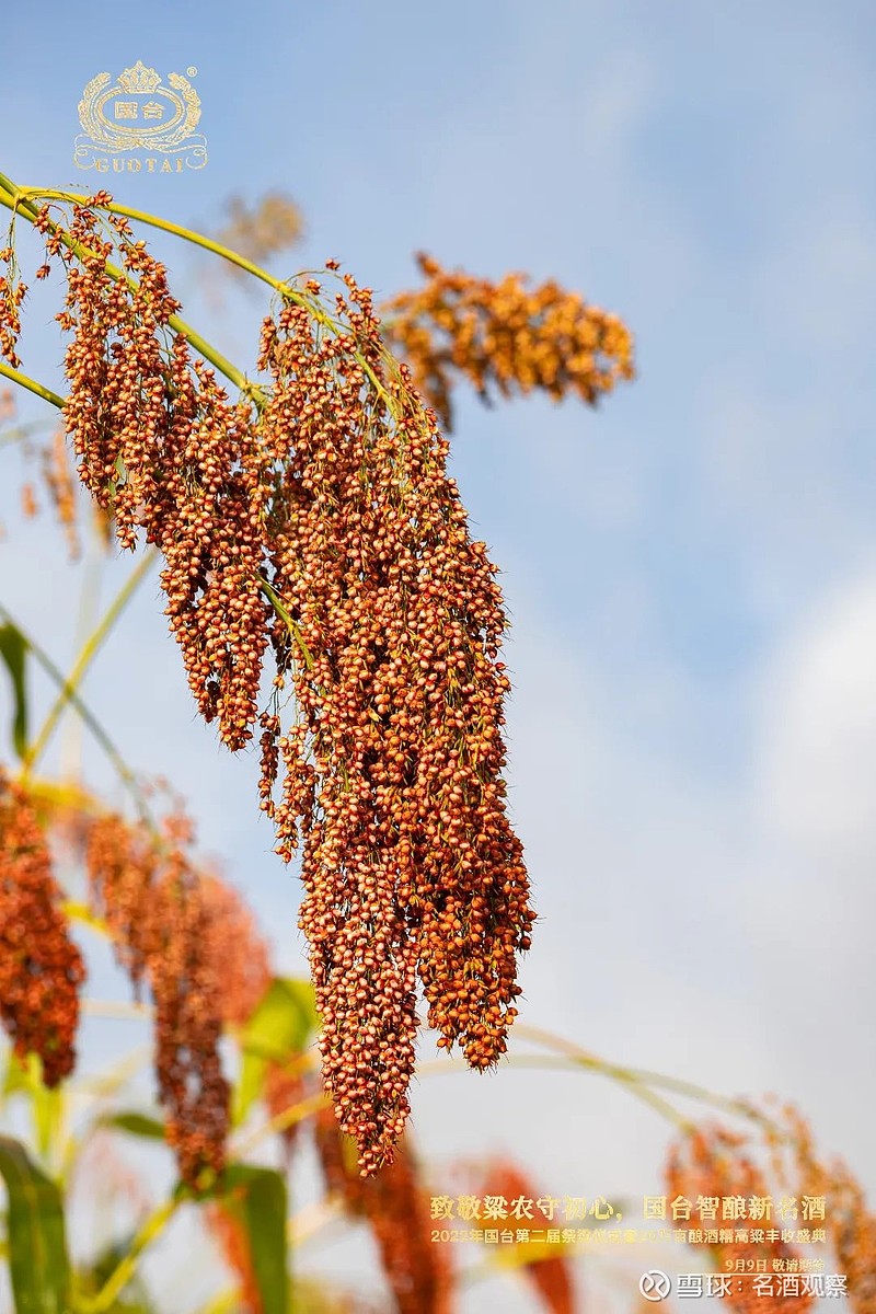 高清红高粱下载指南：如何获取最优质的观影体验 (下载红高粱)