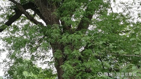 孔林的楷木(黄连木)有什么用(四)? 孔林的楷木(黄连木)有什么用(四)?黎云昆/文孔林的楷木制成器具,需要砍树才可。但不砍树也可以加以利用 ...