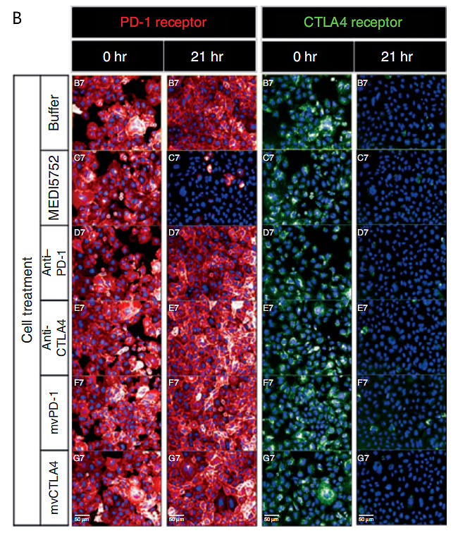 阿斯利康PD1/CTLA4双抗MEDI5752研发之路 文章引用自赛业生物网页链接阿斯利康PD1/CTLA4双抗MEDI5752研发之
