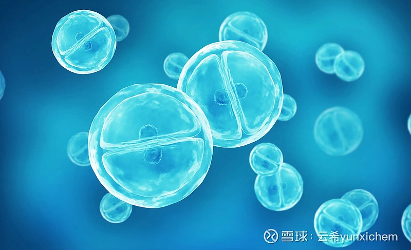 重组人干细胞因子stem cell factor 产品名字:重组人干细胞因子英文