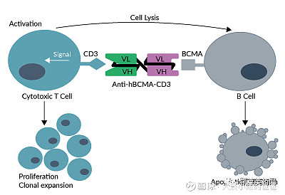 $康诺亚-B(02162)$ 全球首款BCMA/CD3双抗：强生TECVAYLI获FDA批准上市原创 凯莱英医药 202... - 雪球